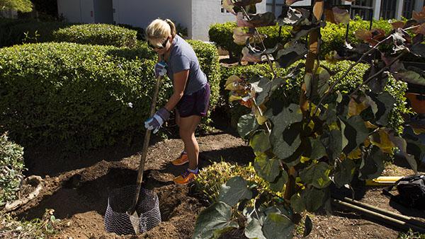 Perrin Pellegrin sets a gopher basket for the planting of a forest panzy apple tree in front of the administration building at City College on Sept. 28, 2013, in Santa Barbara, Calif.