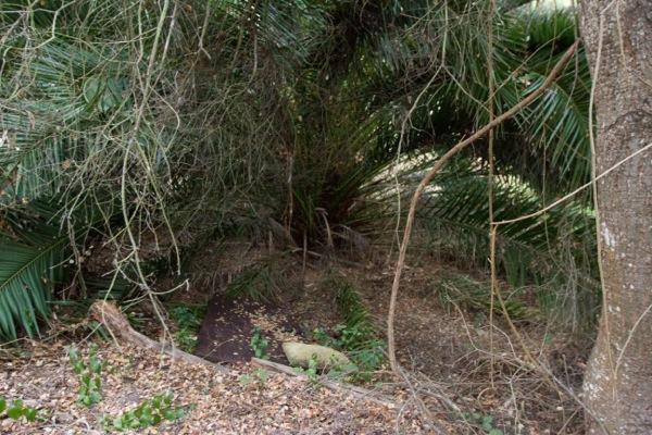 A homeless encampment at the wooded area on West Campus of City College on Thursday, Nov. 14, 2013, in Santa Barbara, Calif.