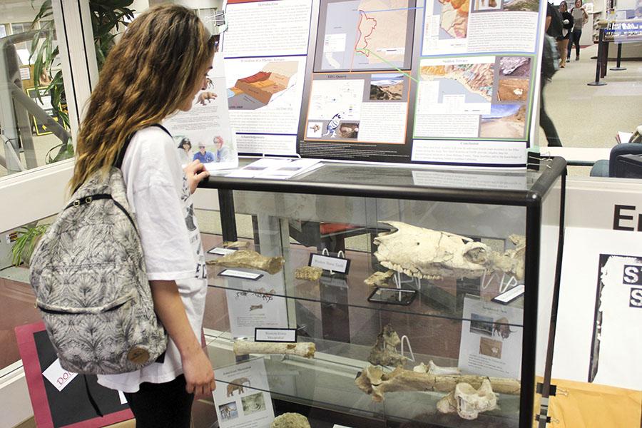 Hospitality major, Madison McIntyre, observes the 80,000-year-old fossils on Feb. 24, at the Luria Library. The sloth, horse and camel fossils will be on display until Spring Break.