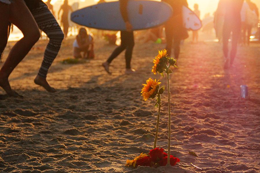 Sunflowers stand in the sand on Depressions Beach in Isla Vista, Calif. on May 28, 2014 during the Memorial Paddle Out dedicated to the six May 23 murder victims.