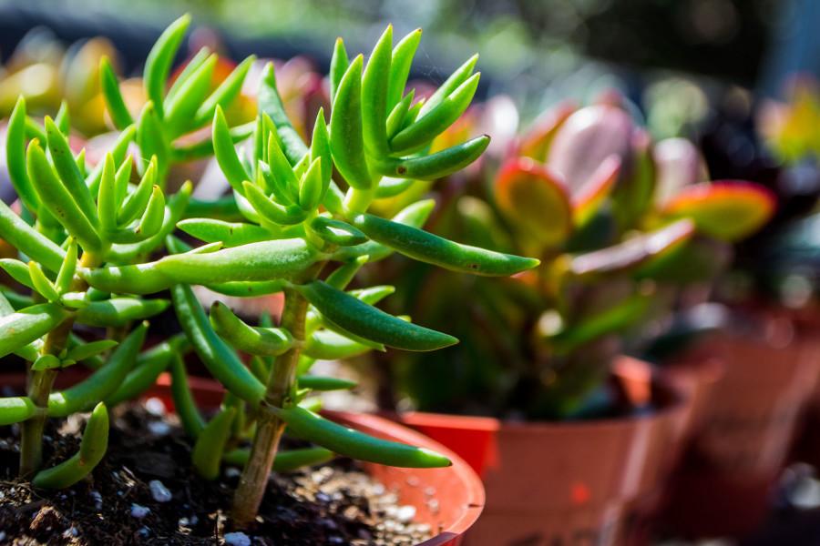 This drought tolerant plant is one of many to be sold at the Environmental Horticulture Department’s upcoming annual plant sale from 9 a.m. to 1 p.m. Saturday, May 9, in the Lifescape Gardens on East Campus at City College. The Crassula tetragona, or Mini Pine tree, is a succulent native to South Africa. It should reach to about 2 ft. tall and will gain small white blooms in the spring.