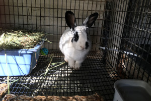 This bunny’s name is Little Dipper, and is one of the bunnies at the Bunnies Urgently Needing Shelter organization, located at the Santa Barbara County Animal Shelter, 5473 Overpass Rd, in Santa Barbara.