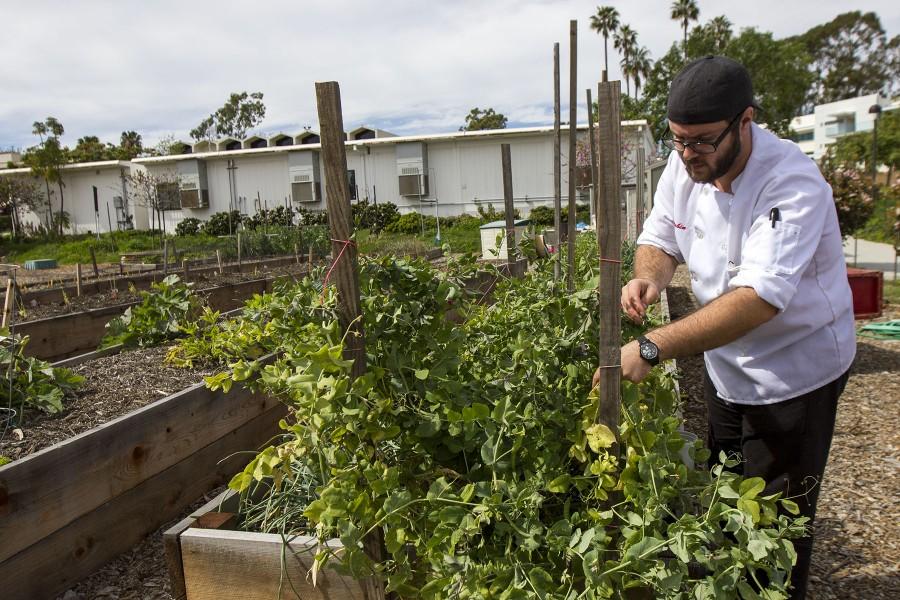 Culinary Student Jon Stabin picks snow peas from a planter box on Thursday, March 10, behind the East Campus Classroom 15 at Santa Barbara City College. The Culinary Department grows an assortment of fruits and vegetables including strawberries, snow peas, and various herbs.
