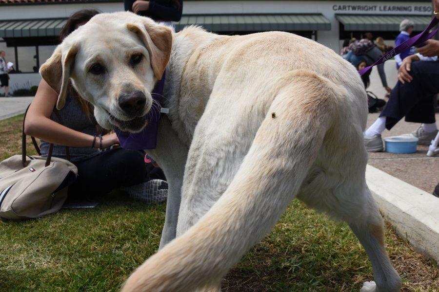 Barley tries to get a fly off his tail by running is circles with students watching and laughing during the ‘Check out a Dog and Lower Your Stress’ event on Thursday afternoon, May 5, outside the Luria Library at Santa Barbara City College. The event was put on to help students relieve stress before finals week.