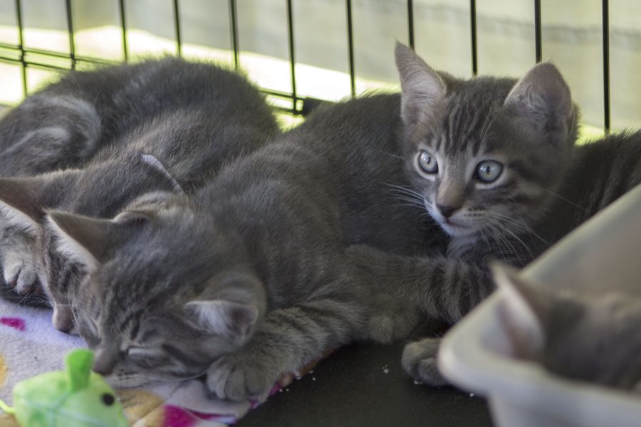Adoptable Kittens from ResQ Cats, A local non-profit animal rescue organization, are shown during the 8th annual Wags n' Whiskers Festival on Saturday, Oct. 1, on West Campus at City College. At the adoption event five kittens found homes and In June ResQ Cats announced their 2,500 adoption since the group began in 1997.