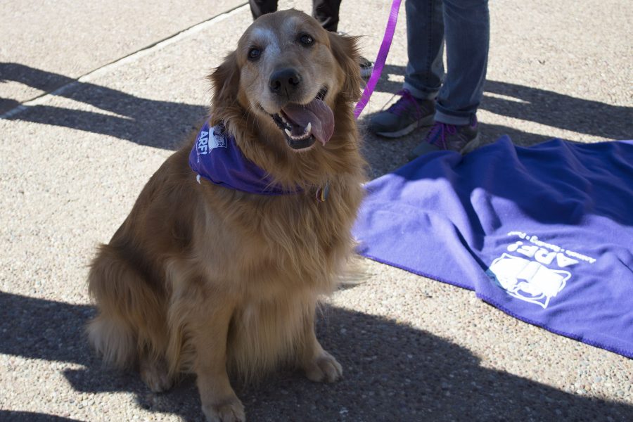 Buttercup was one of 12 therapy dogs that were at the student stress relief event in front of the Luria Library on Tuesday, Nov. 29, at City College. All the dogs were trained before attending this event.