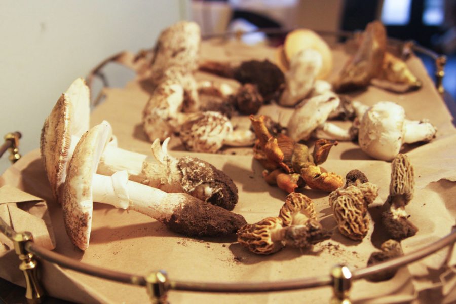 A variety of mushrooms on display on a cart on Monday, March 20, in the John Dunn Gourmet Dining Room. Retired biology professor Dr. Robert Bob Cummings discussed each of the types of mushrooms on display in a talk for March Mushroom Madness, an annual benefit dinner hosted by Santa Barbara Culinary Arts that raises money for scholarships for culinary arts students.