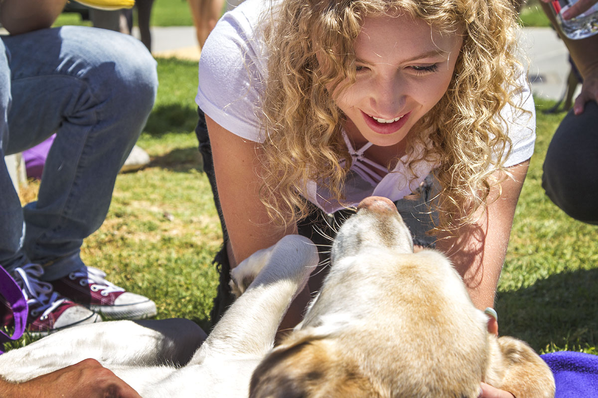 Nursing Major Skylar Libre plays with Ellie, a yellow Labrador Retriever at the ‘De-stress Fest’ on Wednesday, May 3, in front of the Luria Library. Ellie is a therapy dog and was brought to the City College by All For Animals. According to their website, 5 minutes of petting a therapy dog can reduce stress levels.