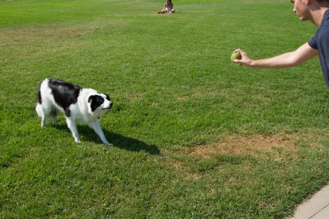 Chase, a border collie service dog, prepares to play fetch with City College student Harrison Powers on west campus Wednesday, August 30, 2017. Even though Chase is a Service dog, new rules are being put into place that all dogs must be on a leash at all times.