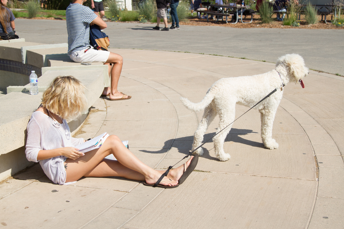 City College student Alyssa Davis wraps her dog Benji, a Golden Doodle, with a leash around her ankle to keep him put while doing homework on West Campus Wednesday, August 30, 2017 at Santa Barbara City College. New rules have been put in place to make even service dogs wear leashes at all times.