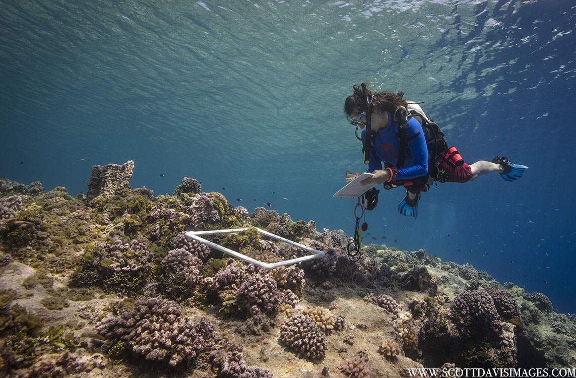 Michelle Paddack taking data underwater off the shore of Elato Island.
