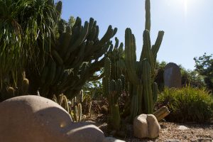 Succulents from the biorestoration area.