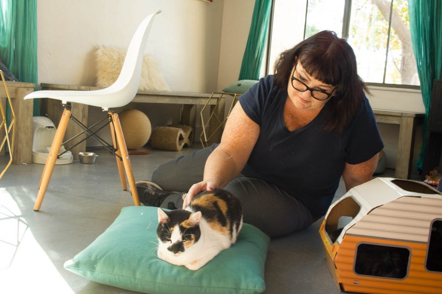 Kristi Fogg takes her lunch break to visit the cats Saturday, Oct. 21, downtown at Cat Therapy. Fogg says she has too many cats at home to adopt more, but Cat Therapy offers a nice break near her office.