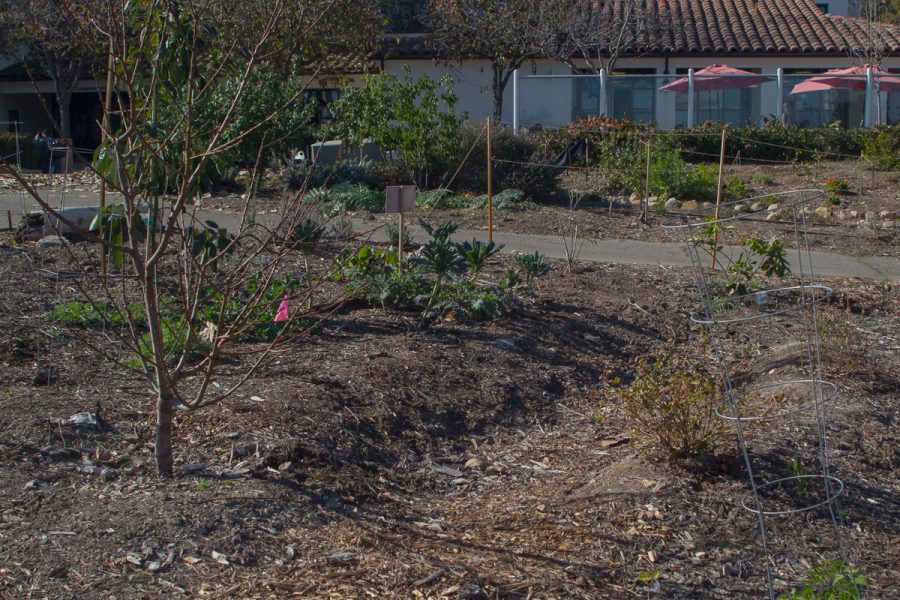The garden is one of many sustainable locations that City College has installed. It is located outside the City College West Campus Cafeteria.