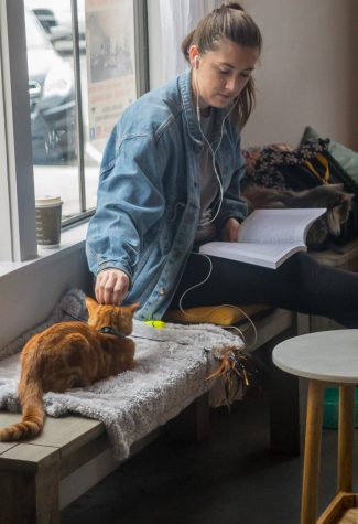 Ryan Stibur, UCSB Student, takes a break from studying on Monday, March 13 at The Cat Therapy Cafe in Santa Barbara to play with her new furry friend. Cat Therapy offer students a co-study place with rescued cats.