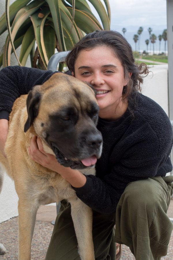 Shek, an English mastiff, provides services to owner Grace Vannelli on Wednesday, March 14 outside the Luria Library in Santa Barbara. Shek is a four-year-old service dog.