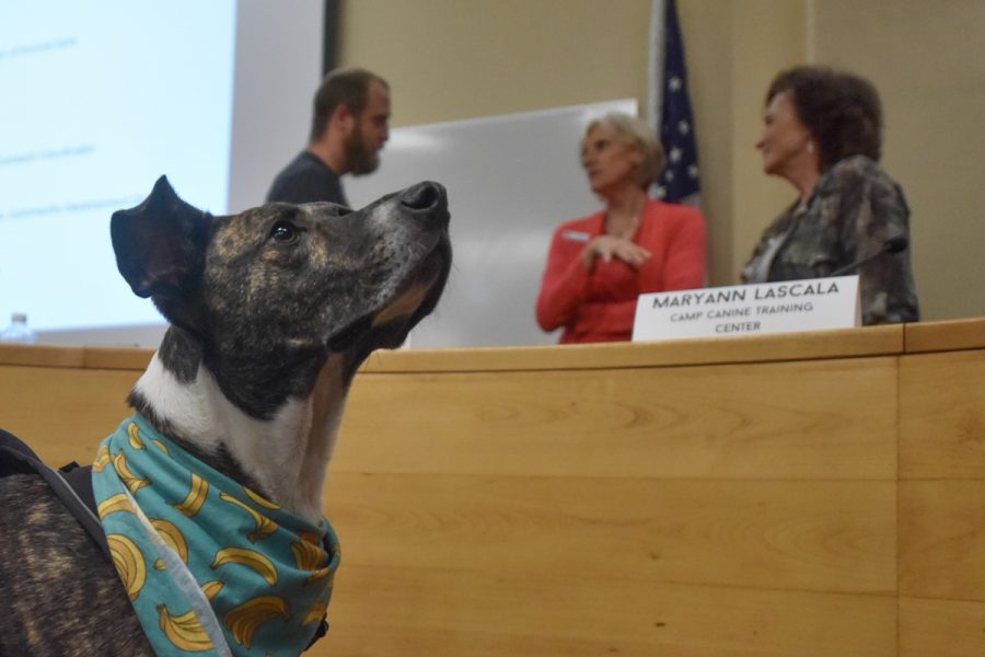 Jessie, a dog of Santa Barbara, joins panelists and students for questions after the City College Career Center hosted the event "How I Made it Working With Animals" in Santa Barbara, Calif., on Wednesday, Oct. 3, 2018.