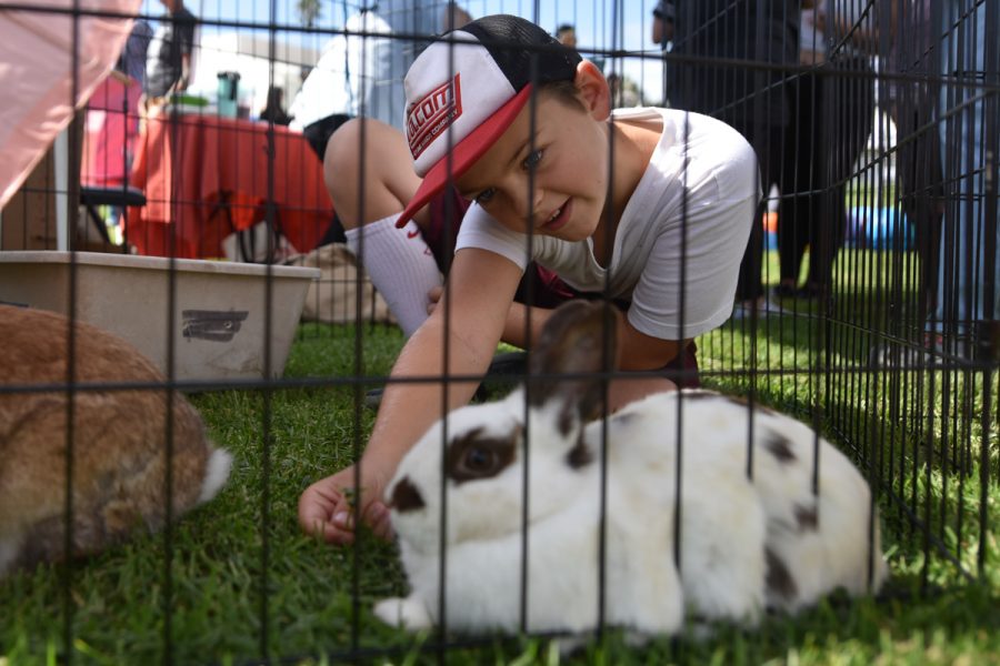Nine-year-old Taylor Herald plays with a bunny named Pearl at the 10th annual Wags n’ Whiskers Festival on Saturday, Oct. 13, 2018, at City College in Santa Barbara Calif. The bunny, along with many others, is available for adoption through Bunnies Urgently Needing Shelter at the Santa Barbara Animal Shelter.