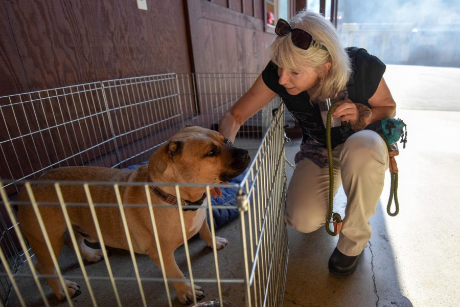 Maryanne Reece pets Tugger, a dog she adopted from Dog Adoption and Welfare Group, during the annual Wine for Wags fundraiser at the Santa Barbara Carriage and Western Art Museum on Sunday, Oct. 28, in Santa Barbara, Calif. Tugger spent over a year at the shelter before finding a home and there are still around 60 dogs living in the shelter.