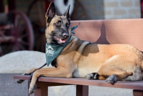 Nikita, a two-year-old adopted Belgian Malinois, follows her owners’ instructions and sits on a bench outside of the annual Wine for Wags fundraiser at the Santa Barbara Carriage and Western Art Museum on Sunday, Oct. 28, in Santa Barbara, Calif. Veterinarian Dr. Carl Zabolis adopted Nikita when she came to the Dog Adoption and Welfare Group as a puppy.