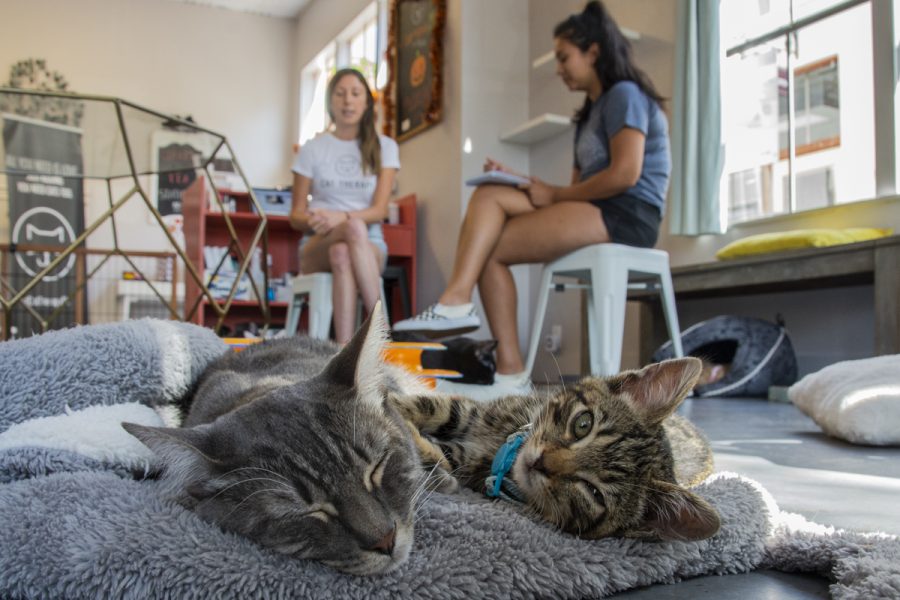 From left, Destiny and Ford share a cat bed on Monday, Oct. 22, at Cat Therapy on State Street in Santa Barbara, Calif. Employee Catalina Esteves gets interviewed by Rian Noel Pitts-Lopez, Santa Barbara City College Channels reporter.