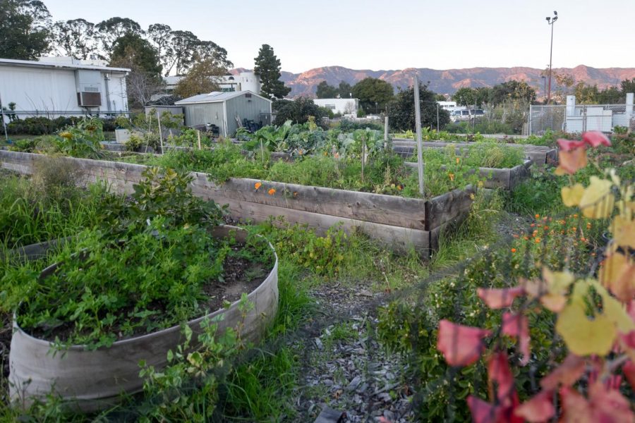 Rows of plants, vegetables, and flowers grow in The Seven Layer Garden on Monday Feb. 11, at City College in Santa Barbara, Calif.