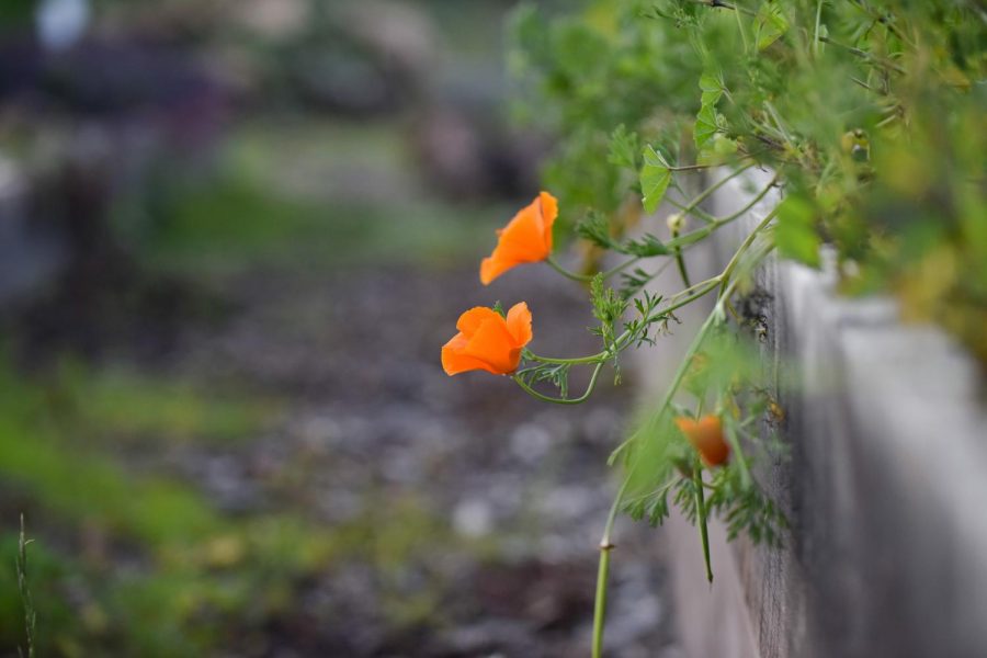 Flowers drape over the rows of plants and vegetables in The Seven Layer Garden on Monday Feb. 11, at City College in Santa Barbara, Calif.