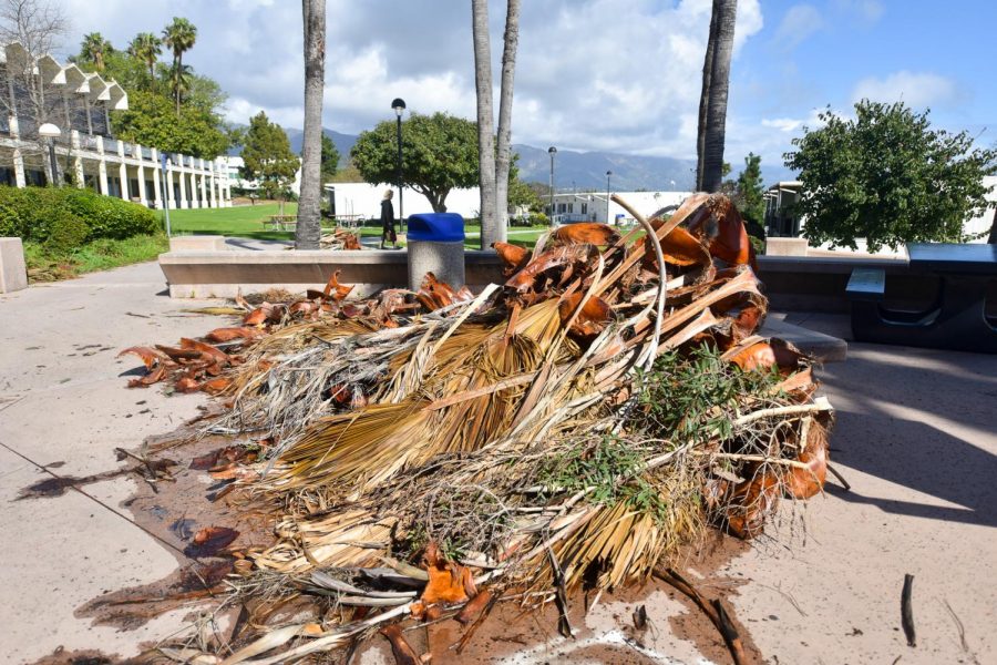 Palm+fronds+litter+the+Santa+Barbara+City+College+campus+after+the+recent+rainfall+and+high+winds+on+Monday%2C+Feb.+4.