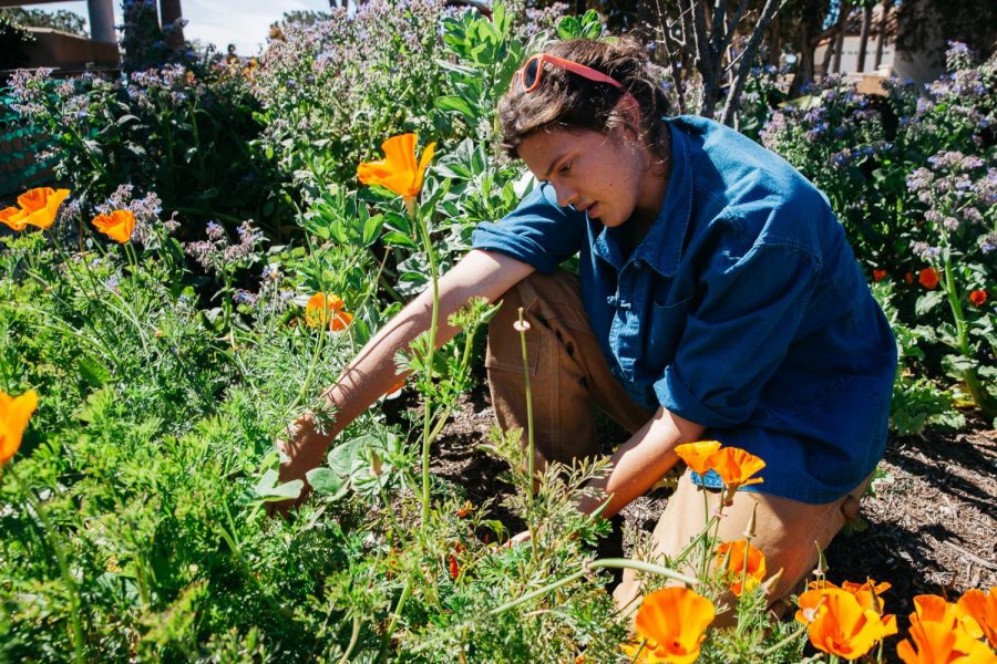 Jackson Hayes pulls invasive weeds from the permaculture garden on Thursday, March 14, 2019, on West Campus at City College in Santa Barbara, Calif. Hayes believes the recent rain could result in a mini super bloom for the garden.