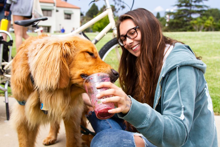 Natalie Rakes golden retriever Barnabas drinks the smoothie she made by pedaling on a bike provided by Bici Centro during the celebration of Earth Day on Thursday, April 25, 2019, at City College’s West Campus Lawn in Santa Barbara, Calif.