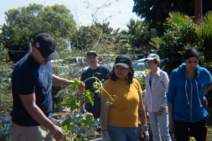 Students of Don Hartley's Small Scale Food Production class gather in the East Campus garden to do some planting on Sept. 17, 2019, at City College in Santa Barbara, Calif.
