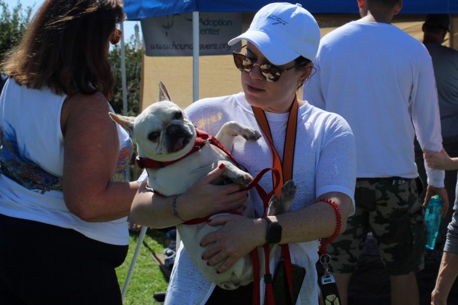 Natalie Noon caring her exhausted dog Ivy around on Saturday, Oct. 12, 2019, on the West Campus Lawn at City College in Santa Barbara, Calif.

