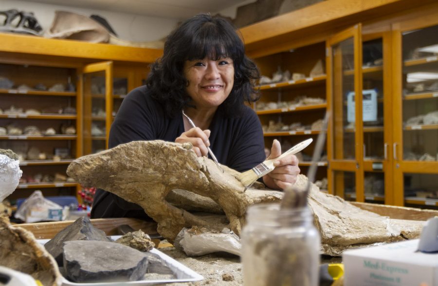 Eiko Kitao, City Colleges geology department’s lab technician dusts off a mastodon scapula in the Core of the Earth and Biological Sciences Building on Feb. 27, at City College in Santa Barbara, Calif. The Pelvis bone was found up the coast in Point Sal near the City of Guadalupe, Calif.