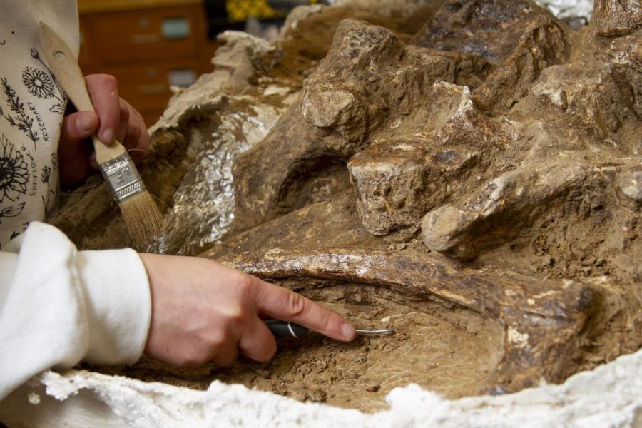 Lydia Kaestner scrapes at the dirt surrounding the fossils found by City College alumni, staff and students on Saturday, Feb. 29, at Vandenberg Air Force Base, Calif. The Fossil mass was the product of a year and two months of work.
