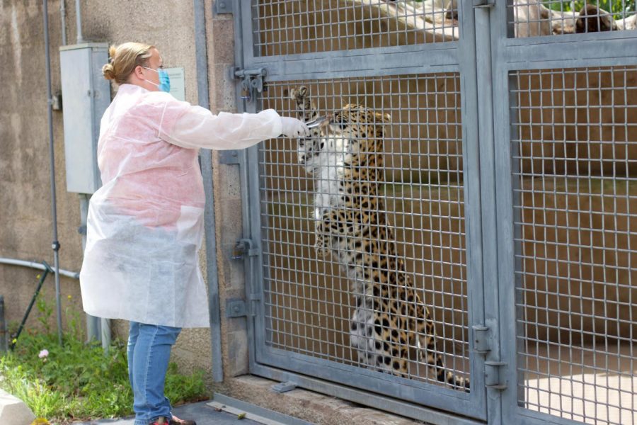 The Santa Barbara Zoo is taking extra precaution against COVID-19 reaching big cat species susceptible to the virus.