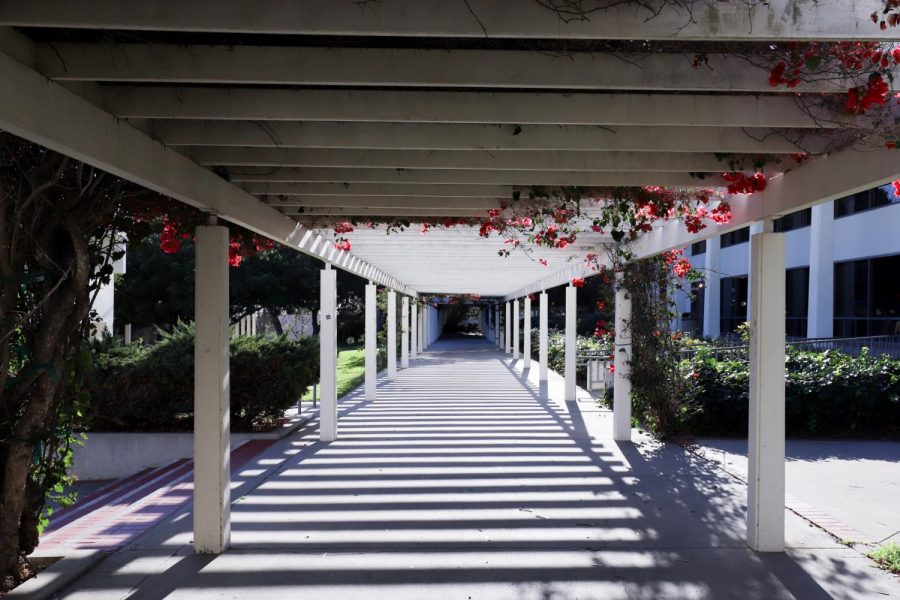 In response to a consistent drop in out-of-state enrollment, the City College outreach team is focusing on reaching local high school students who may be considering City College during the challenges of the pandemic. File photo of a walking path on City College's main campus from Jan. 2021.