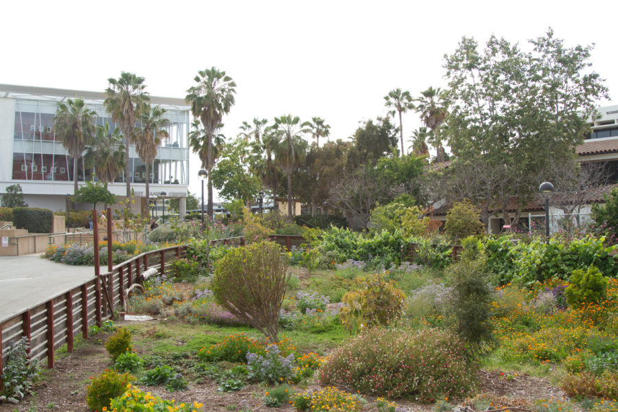 The SBCC Permaculture Garden sits amid a mostly empty campus on Thursday, April 22, 2021, at Santa Barbara City College in Santa Barbara, Calif. A $100,000 grant from the Environmental Protection Agency provided funding to sustain the garden and to launch the Ecological and Edible Garden Project with local nonprofit Explore Ecology.