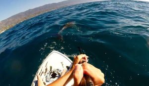 Ana Paula Dutra paddles with a pod of seven dolphins while surfing on October, 11 2015 in Santa Barbara, Calif.