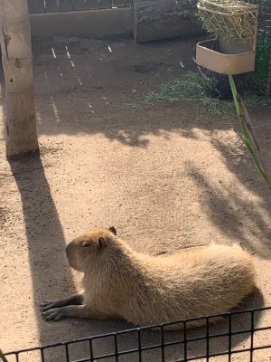 A picture taken by Tanya Sanchez of a capybara in the Santa Barbara Zoo, Calif.