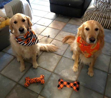 Mama Cocobear and her baby Kodeebear smiling at their owner Lyn Paulos in October. “These are my loves, my children, my sanity,” Paulos wrote. “After a very difficult pandemic isolation they have offered pure love only a dog can give.”