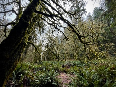 Prairie Creek State Park, in Humboldt County, Calif. on Jan. 2. “Hiking among the redwoods along the California Coast is like walking back through time," AJ Skiles wrote.