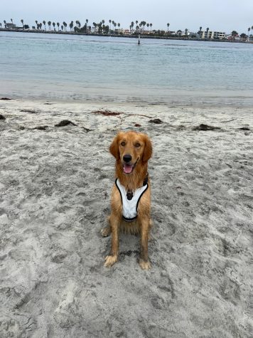 2-year-old Goose enjoying the waves with his owner Shalana Erlich at Ocean Beach, San Diego, Calif. “I love my dog Goose more than anything in this entire world,” Erlich wrote. “If joy were to take a physical form I believe it would manifest in the shape of my golden boy.”