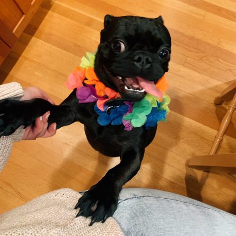 Amanda Jacobs’ one-and-a-half year old black pug Louie brings her all the joy in the world. In this photo he is dressed up with his lei and ready to party. “He is my best friend and a little chaos gremlin,” Jacobs wrote.