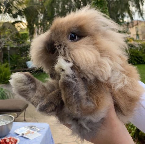 Milo, a lion head dwarf bunny when he was two years old. Milo was the Easter bunny on Sunday, April 17.