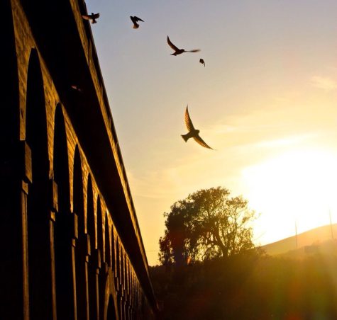 Birds flying out of a highway 101 bridge north of Goleta, Calif. “Golden hour in the fall along the central coast is a special kind of beautiful and the casual adventure of parking off the side of the freeway and stepping into a piece of California history provides an immediate mental escape,” Hernandez wrote. “Oftentimes it comes with a shift in perspective to reset and appreciate the pieces of life that often become monotonous.”