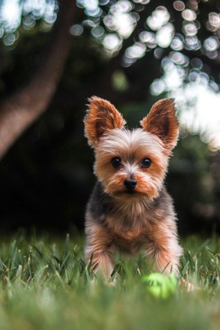 Tippy, an 8-year-old Yorkshire Terrier in the middle of playing fetch at Marco Anthony Zell’s front yard. Zell describes Tippy as a licensed emotional support dog who does his job and beyond. “Despite having two surgeries (ACL Reconstruction and Meniscectomy) on my left knee in less than a year, Tippy has brought nothing but joy and happiness to my family and I,” Zell wrote. “I went from being depressed and struggling mentally and physically to receiving unconditional love from a Yorkshire terrier.”