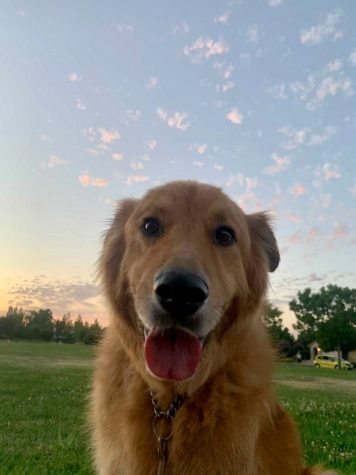 Alexia Ruiz’s 14-year- old family dog Rocco, at a field near her house where he enjoys running according to Ruiz. “He’s the sweetest boy and we’re so lucky to have him,” Ruiz wrote.