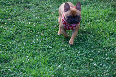Weezii running on Sept. 11 at Willow Glen park in Santa Barbara, Calif. Clark first got Weezii on Oct. 2, 2021.