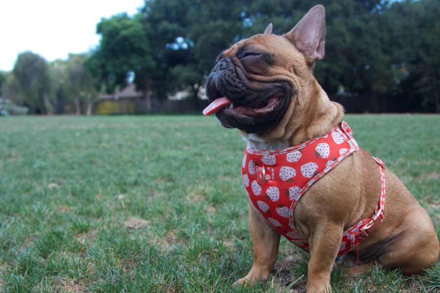 Weezii on Sept. 11 at Willow Glen park in Santa Barbara, Calif. Weezii is one and a half years old.