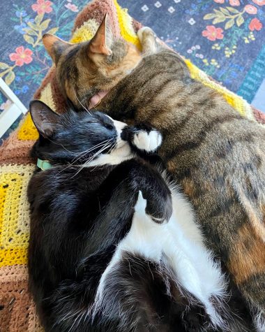 Laura Schilling’s kittens, Princess Cici and Mr. Pants cuddled together in October in San Jose, Calif. “The sweetest little creatures, snuggling together,” Schilling wrote. “I'm so lucky to have them in my life.”